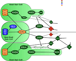 Plant & cell physiology (pcp) is an international journal that publishes high. Https Nph Onlinelibrary Wiley Com Doi Pdf 10 1111 Nph 12473