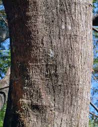 Image result for Albizia zimmermannii