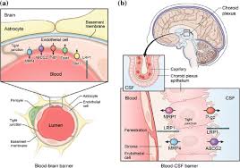 Image result for CSF Blood