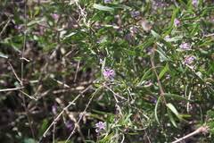 Image result for Chamaeclitandra henriquesiana