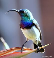 Black Bird With Orange Belly In Georgia White Bellied Sunbird Cinnyris Talatala South African Birds Beautiful Birds Pet Birds