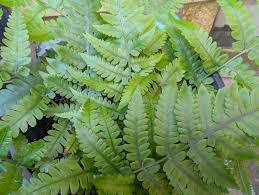 Image result for Ochna confusa