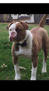 An american bulldog german shepherd mix can be an excellent dog for experienced individuals looking for a big dog that is loyal, brave, protective, and intelligent. German Shepherd Old English Bulldog Mix Off 50 Www Usushimd Com