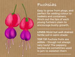 Easy to grow flowers in the philippines. Top 10 Easy To Grow Flowers And Seeds Thompson Morgan