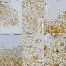 Image result for Inocybe hystrix