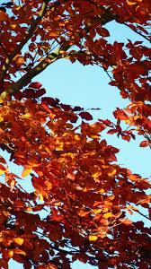 Get inspired by our curated range of living room wallpapers. Hd Wallpaper Golden Autumn Orange Sky Blue Aesthetic Branch Branches Wallpaper Flare