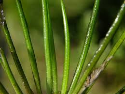 Image result for Isoetes