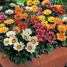 Pin On Patio Plants