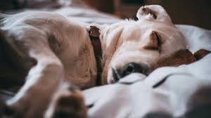 Below we discuss typical costs for pet euthanasia and cremation and what might be covered by pet insurance, as well as common exclusions. Guide To Vets Fees Forbes Advisor Uk