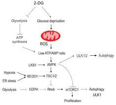This property allows localization of the tracer within the cell type where it is phosphorylated. Ijms Free Full Text 2 Deoxy D Glucose And Its Analogs From Diagnostic To Therapeutic Agents