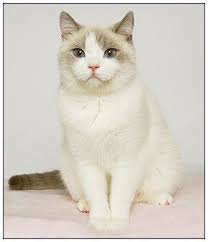 British Shorthair Cat Lilac Point With White British Shorthair Cats British Shorthair Cats