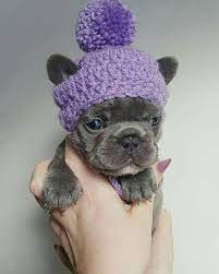 S A L L Y Feature Of Outoftheblue Frenchies By Daily Frenchie Crochet Beanie By Fancybullcreatio French Bulldog Blue Cute French Bulldog French Bulldog Dog