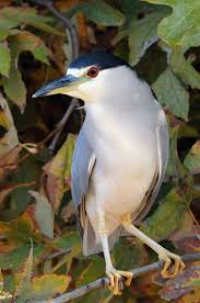 Black Birds In California The Black Crowned Night Heron Nycticorax Nycticorax Commonly Abbreviated To Just Night Heron In Eurasia Is A Most Beautiful Birds Pretty Birds Nature Birds