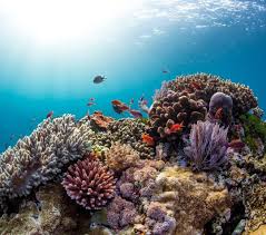 The Incredible Colours Of Komodo National Park Snorkelaroundtheworld For Snorkeling Inspirat Komodo National Park Underwater Pictures Underwater Photos