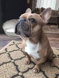 Apakah frenchie anjing yang tepat untuk keluarga anda? 280 Ide French Bulldog Terbaik Anjing Bulldog Anak Anjing Bulldog Bulldog Prancis