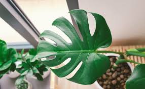 Piante Da Appartamento Quanta Acqua