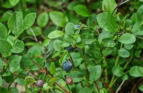 Image result for Vaccinium