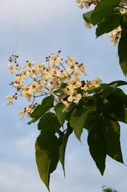 Image result for Lotononis carinata