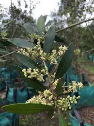 Olea Africana African Olive Wild Olive Indian Olive Trees To Plant Wild Olive Plants