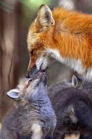 Pin By Willow Taylor On Mystic Cute Animals Animals Animals Wild