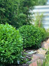 Image result for Eugenia