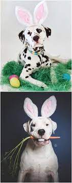 Your Furbaby Will Love This Dog Bunny Ears Hat Bunny Ears Hat Bunny Ear Ear Hats