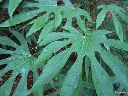 Image result for Araliaceae