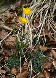 Image result for Ranunculus oreophytus