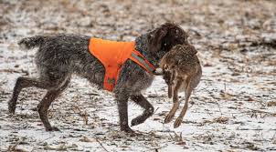 Image result for český fousek stavba těla