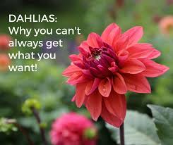 Find dahlias now at getsearchinfo.com! Dahlias Why You Can T Always Get What You Want Longfield Gardens
