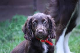 We did not find results for: A Very Cute Liver Working Cocker Stock Image Colourbox