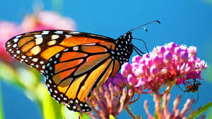 Spring was the company created by the founders of the spring framework to support and develop spring and related projects. Bbc One Earth S Seasonal Secrets Spring