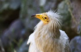Flying up to 640 km per day, it can travel 5000 km when migrating between its european breeding sites and its wintering grounds at the southern edge of the sahara. Dbz2rizewcgffm