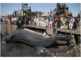 Doganin Devleri With Images Big Shark Whale Shark Shark