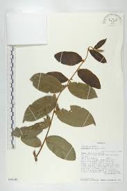 Image result for Dichapetalum edule