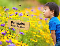 Bumblebee Watch: Citizen Science Opportunity