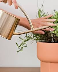 Lavender should not be watered when the soil is moist. How To Grow Lavender Indoors Apartment Therapy