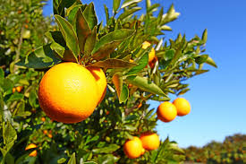 Beautiful Orange Groves Https Plus Google Com Orlandoescape Orlando Hotels Posts Qufe8fbs2kb Citrus Greening Florida Oranges Florida Escapes