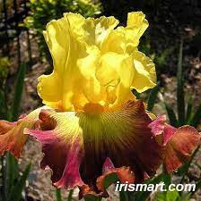 We did not find results for: Burst Of Glory Tall Bearded Iris Iris Flowers Amazing Flowers Brown Flowers