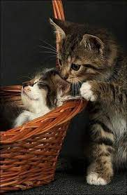 Ravenwhimsy S Wonderful World Cute Cat Quotes Cats Kittens Cutest