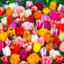 Mit hilfe ihrer zwiebel als unterirdisches speicherorgan können sie die kultivierung von tulpen im garten ist recht einfach. Mischung Bunter Tulpen Garten Online Kaufen Bei Gartner Potschke