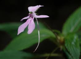 Image result for Impatiens zombensis