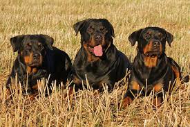 5 things you didn't know about rottweiler pitbull mix the rottweiler pitbull mix, or commonly known as the pitweiler is an incredibly strong and loyal. Rottweiler Pitbull Mix The Ultimate Watchdog Certapet
