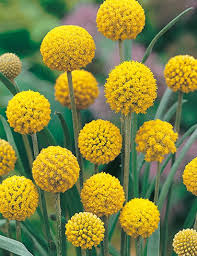 Billy Button Wildflower Billy Buttons Australian Wildflowers Australian Flowers
