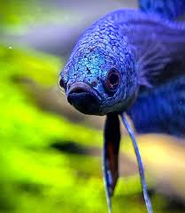 Search free betta fish wallpapers on zedge and personalize your phone to suit you. This Betta Look So Angry When His Owner Say No Worm Betta Betta Fish Aquarium Fish