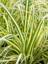 Image result for Carex angolensis