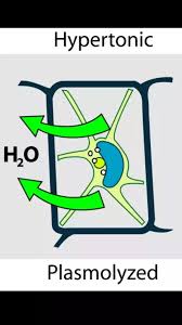 What Is A Plasmolyzed Cell Quora