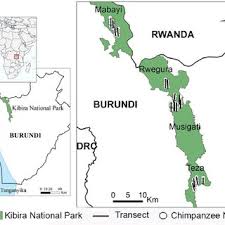 Image result for Beilschmiedia rwandensis