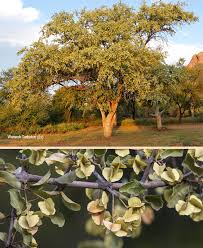 Image result for Combretum imberbe