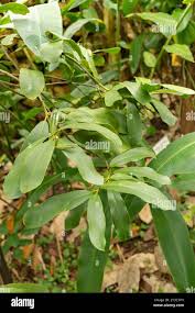 Image result for Brexia madagascariensis